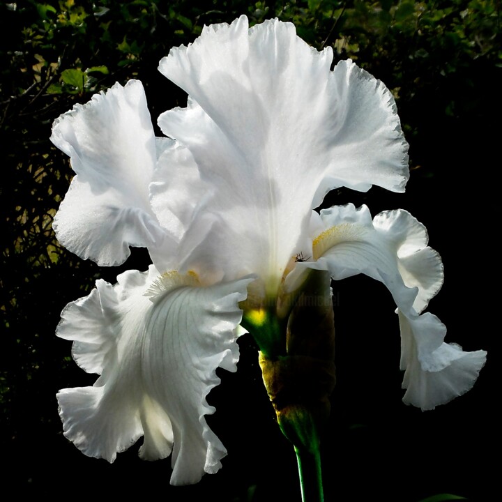 Photography titled "Iris blanc (5192)" by Michel Akli, Original Artwork, Digital Photography