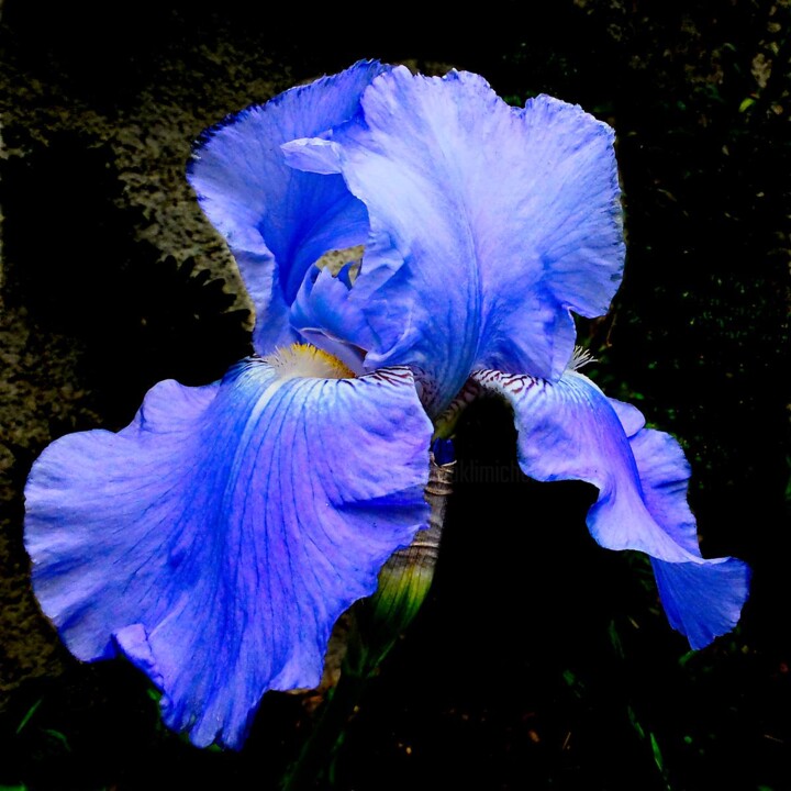 Photography titled "Iris bleu (5048)" by Michel Akli, Original Artwork, Digital Photography