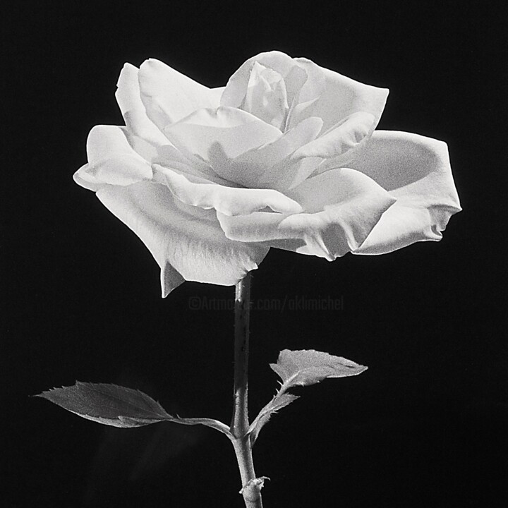 Photography titled "La rose (les 4 élém…" by Michel Akli, Original Artwork, Digital Photography