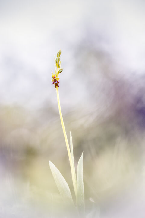 Photographie intitulée "Ophrys mouche #2" par Alain Rappeneau, Œuvre d'art originale, Photographie numérique