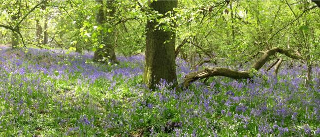 Photography titled "Bluebell Wood" by Alan Bedding, Original Artwork