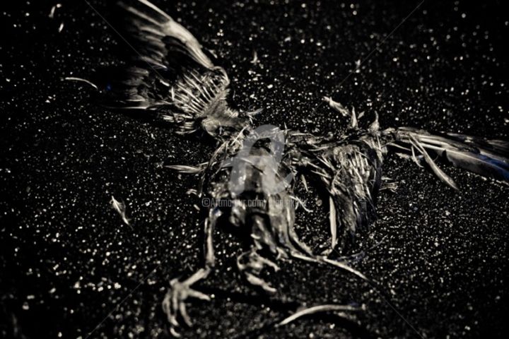Photography titled "Le Pigeon Parisien" by Alanig Keltz, Original Artwork