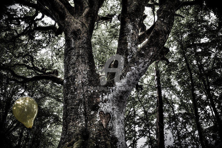 Fotografie getiteld "L'arbre au coeur" door Alanig Keltz, Origineel Kunstwerk
