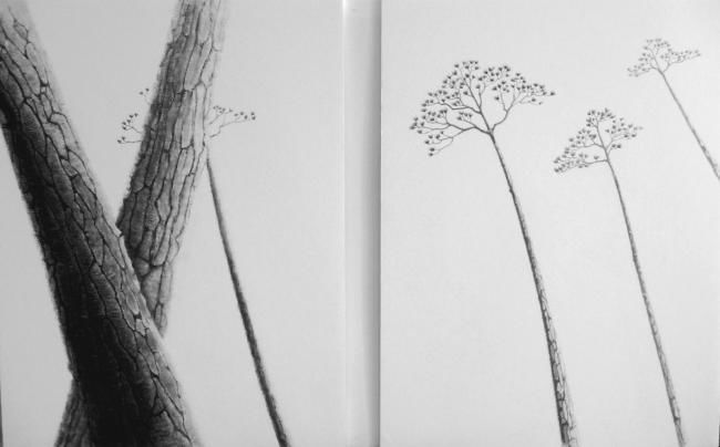 Dessin intitulée "Les pins" par Isabelle Albasio, Œuvre d'art originale