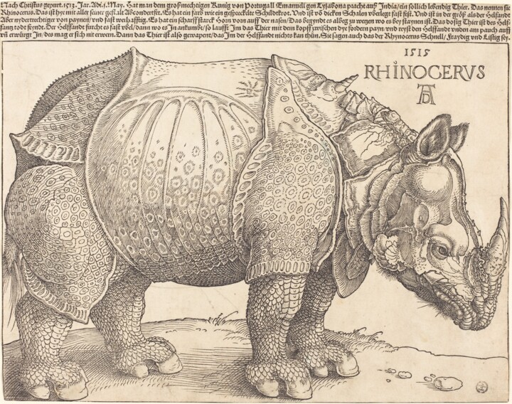 Prenten & gravures getiteld "Rhinoceros" door Albrecht Dürer, Origineel Kunstwerk, Xylograaf