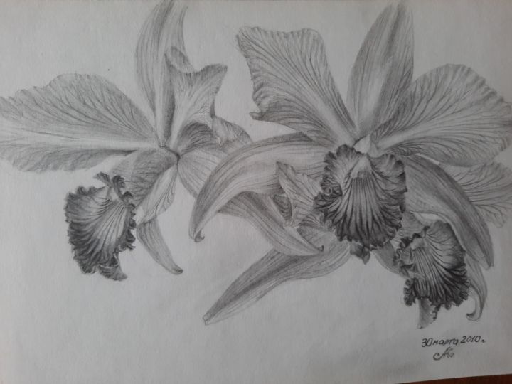 Dessin intitulée "Орхидея каттлея" par Aleksandr Kashliavik, Œuvre d'art originale, Crayon
