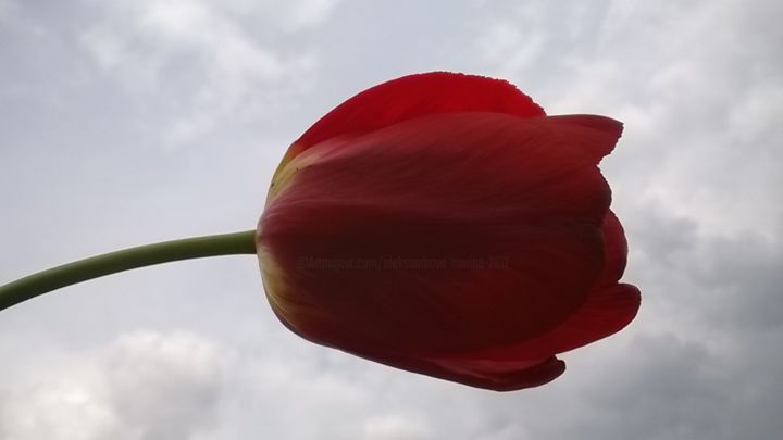 Fotografia intitulada "Tulip and sky" por Marina Alexandrova, Obras de arte originais