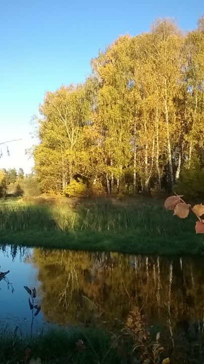 Photography titled "Autumn birch reflec…" by Marina Alexandrova, Original Artwork