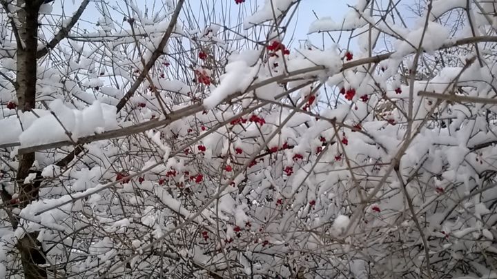 Photography titled "Viburnum berries co…" by Marina Alexandrova, Original Artwork