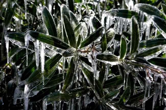 Fotografía titulada "Bushes in ice." por Aleks Demidoff, Obra de arte original,