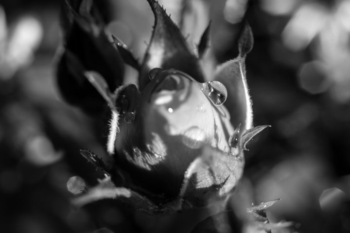 Photographie intitulée "flower bw" par Aleksei Serov, Œuvre d'art originale, Photographie numérique