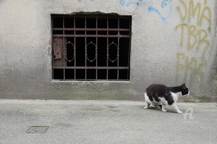 Photography titled "Cat v2" by Alen Gurovic, Original Artwork, Non Manipulated Photography