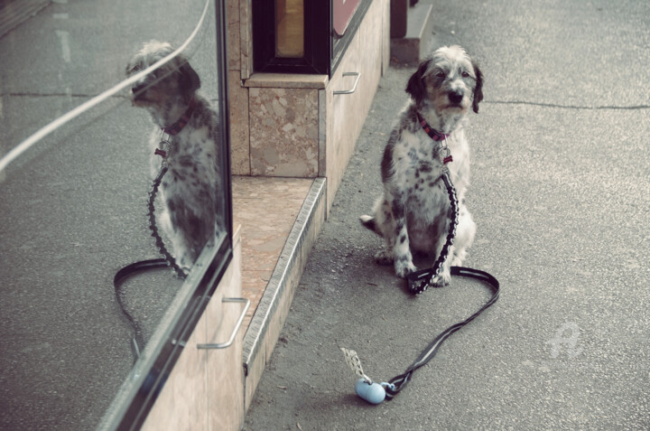 Photography titled "On the leash" by Alen Gurovic, Original Artwork, Non Manipulated Photography