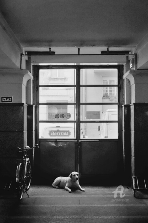 Fotografie getiteld "A white dog in a da…" door Alen Gurovic, Origineel Kunstwerk, Digitale fotografie