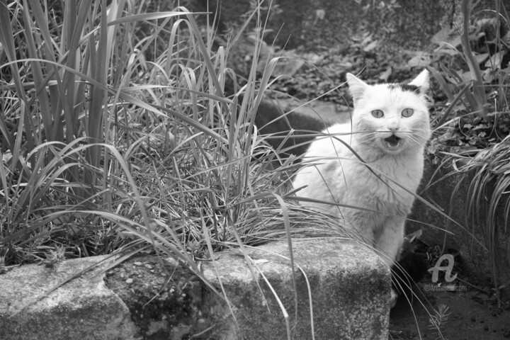 Φωτογραφία με τίτλο "My daily visitor" από Alen Gurovic, Αυθεντικά έργα τέχνης, Ψηφιακή φωτογραφία