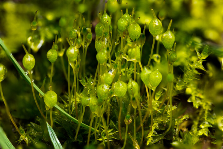 "Verde Vivo" başlıklı Fotoğraf Alessio Levorato tarafından, Orijinal sanat, Fotoşopsuz fotoğraf