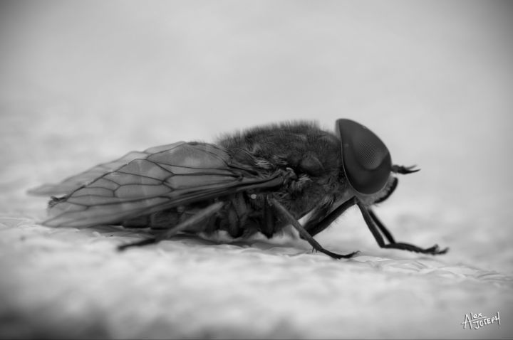 Photography titled "the fly" by Alex Joseph, Original Artwork