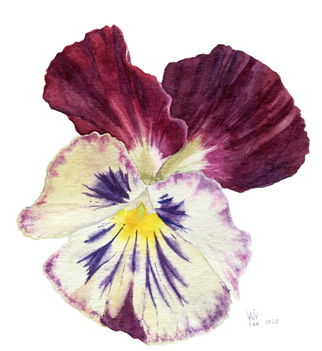 Painting titled "Pansy. Botanical il…" by Alex Vainova, Original Artwork, Watercolor