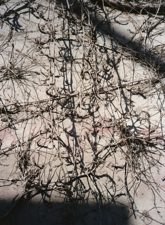 Фотография под названием "Dry Vine [Berlin Se…" - Alexander Bondar, Подлинное произведение искусства, Пленочная фотография