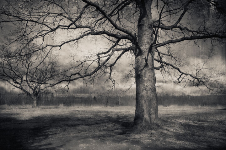 Fotografie getiteld "Tree of Life" door Alexander Ov-Lebedev, Origineel Kunstwerk, Digitale fotografie
