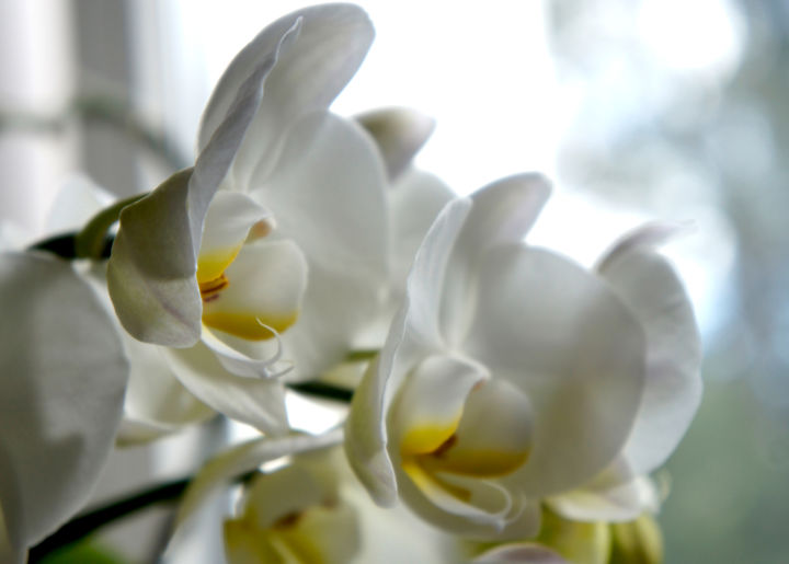 Photography titled "White orchids" by Alexandr Zhurakovskiy, Original Artwork, Digital Photography