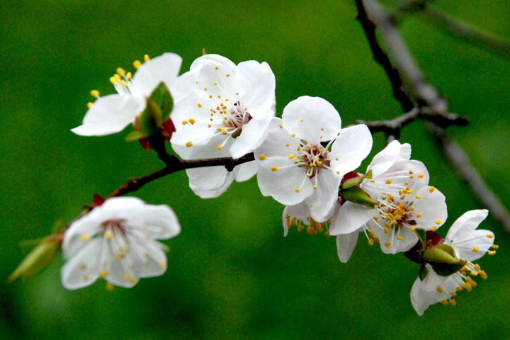 Photography titled "White flowers" by Alexandr Zhurakovskiy, Original Artwork, Digital Photography