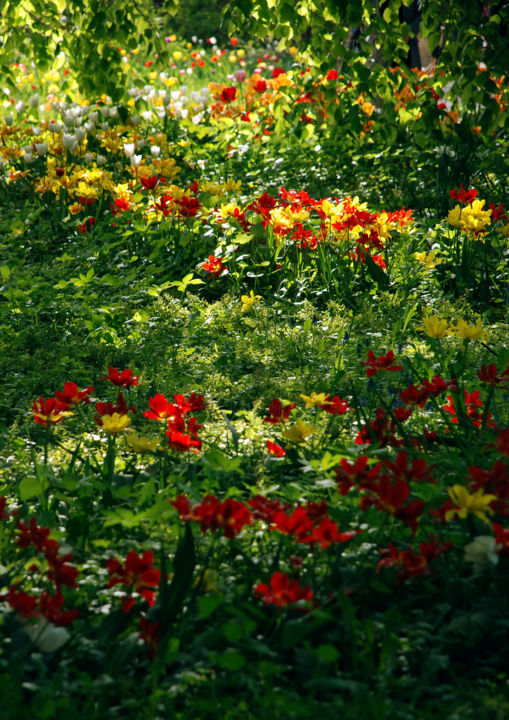Fotografie mit dem Titel "Sunny meadow" von Alexandr Zhurakovskiy, Original-Kunstwerk, Digitale Fotografie