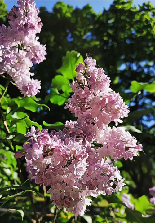 Photography titled "Lilac 1" by Alexandr Zhurakovskiy, Original Art, Digital Photography