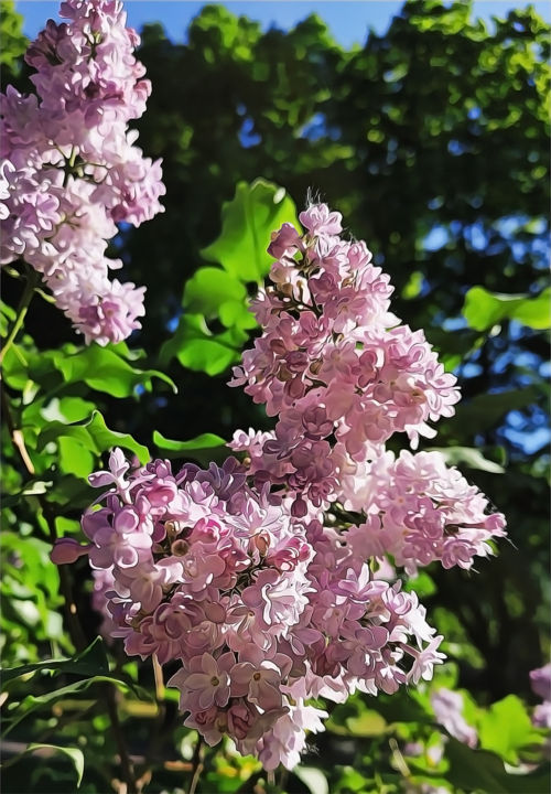 Photographie intitulée "Lilac 1" par Alexandr Zhurakovskiy, Œuvre d'art originale, Photographie numérique