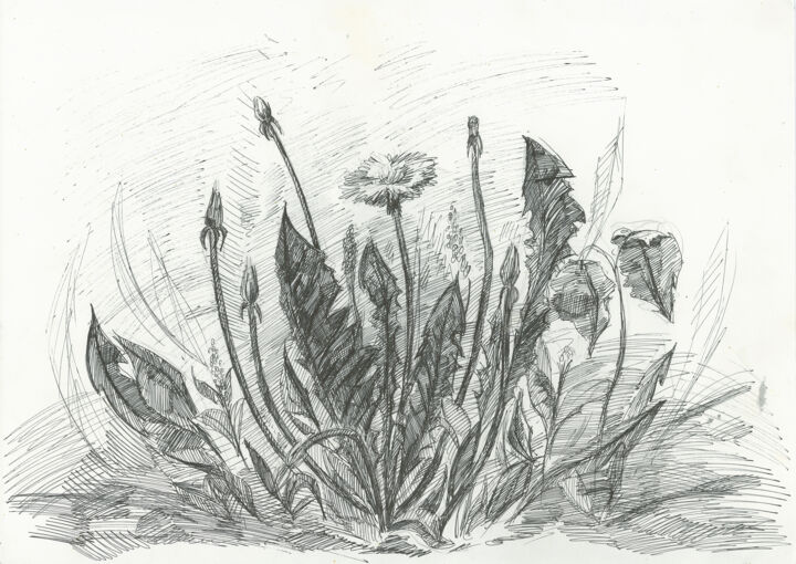 Drawing titled "Dandelions, sketch" by Alexandra Da, Original Artwork, Ballpoint pen