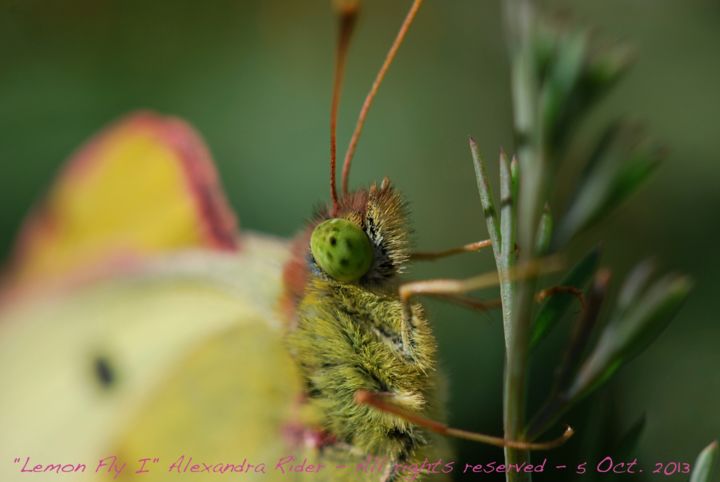 Photography titled "Lemon Fly I" by Alexandra Rider, Original Artwork