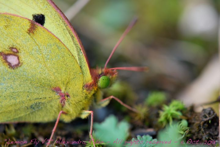 Photography titled "Lemon Fly III" by Alexandra Rider, Original Artwork