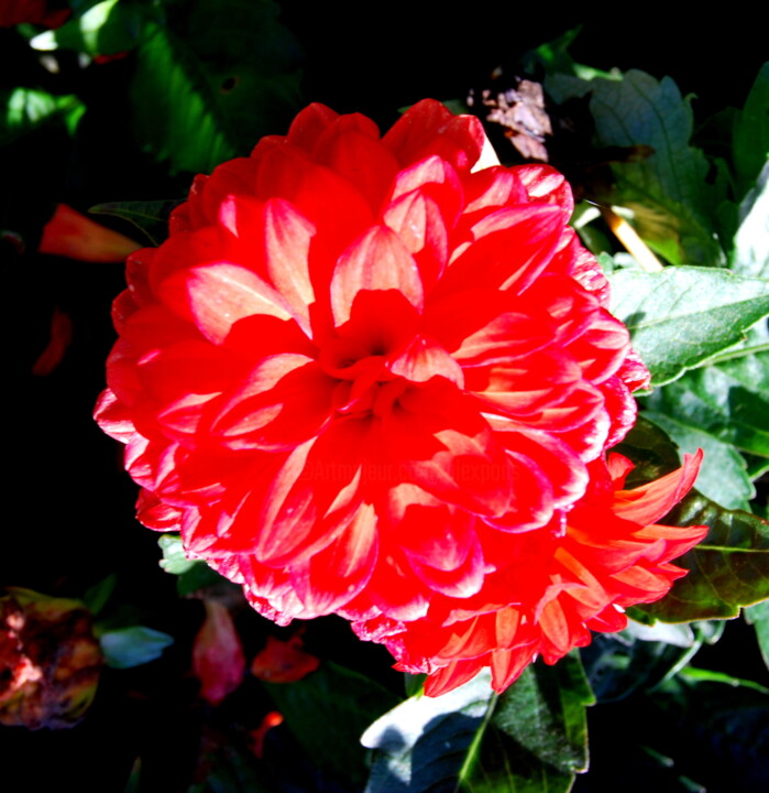 Photographie intitulée "fleur-rouge-inconnu…" par Alexandre Pons, Œuvre d'art originale