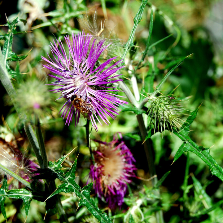 Photography titled "UNE ABEILLE SUR UN…" by Alexandre Pons, Original Artwork