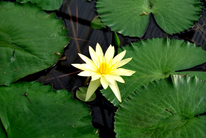 Photographie intitulée "FLEUR JAUNE SOLITAI…" par Alexandre Pons, Œuvre d'art originale