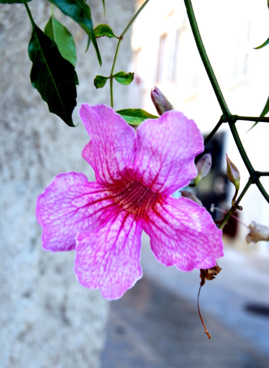 Photographie intitulée "PORTRAIT DE FLEUR 5" par Alexandre Pons, Œuvre d'art originale