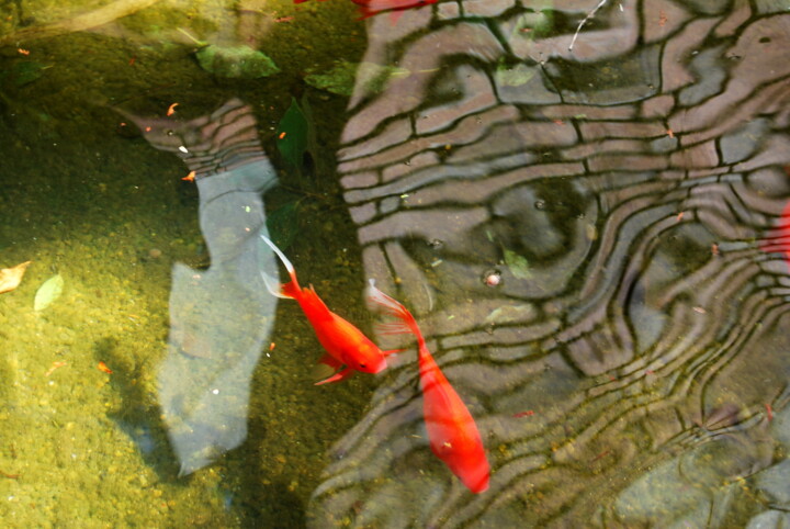 Photographie intitulée "DEUX POISSONS ROUGES" par Alexandre Pons, Œuvre d'art originale, Photographie numérique