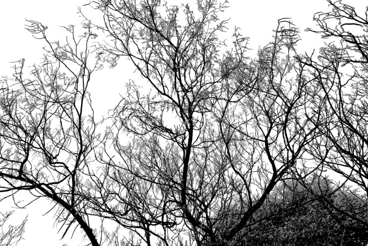 摄影 标题为“Branches en hiver” 由Alexandre Pons, 原创艺术品, 数码摄影