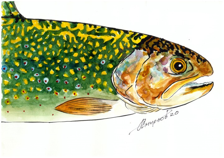 Gravures & estampes intitulée "Salmo lacustris" par Alexey Smirnov (SAVART), Œuvre d'art originale, Aquarelle