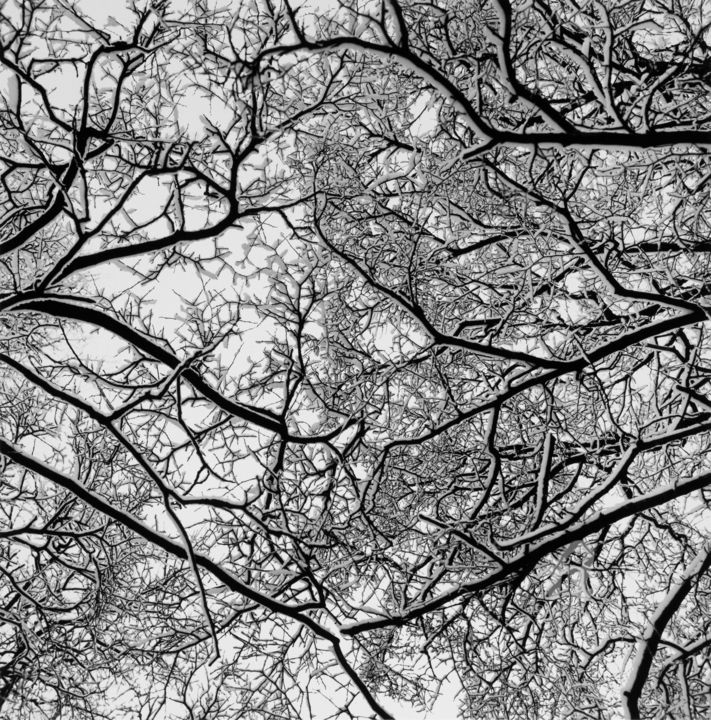 Fotografie getiteld "Branches" door Alexey Sobolev, Origineel Kunstwerk, Film fotografie