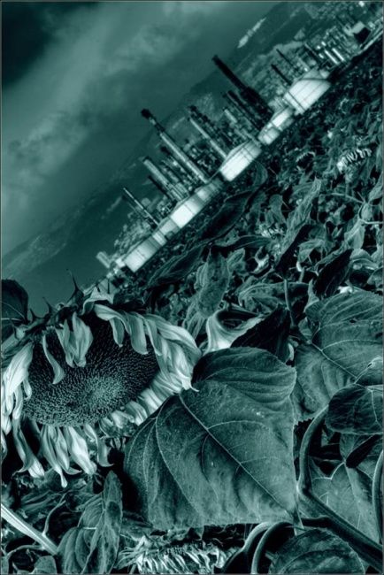Fotografia intitolato "Sunflowers-2011" da Alex Rachlis, Opera d'arte originale