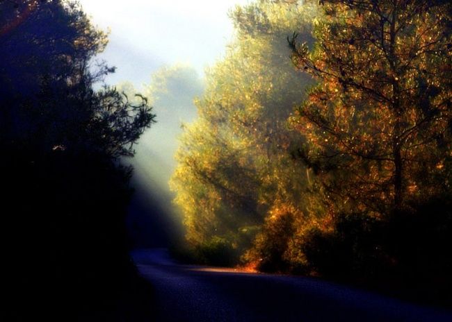 Photographie intitulée "Sunrise in the fore…" par Alex Rachlis, Œuvre d'art originale,