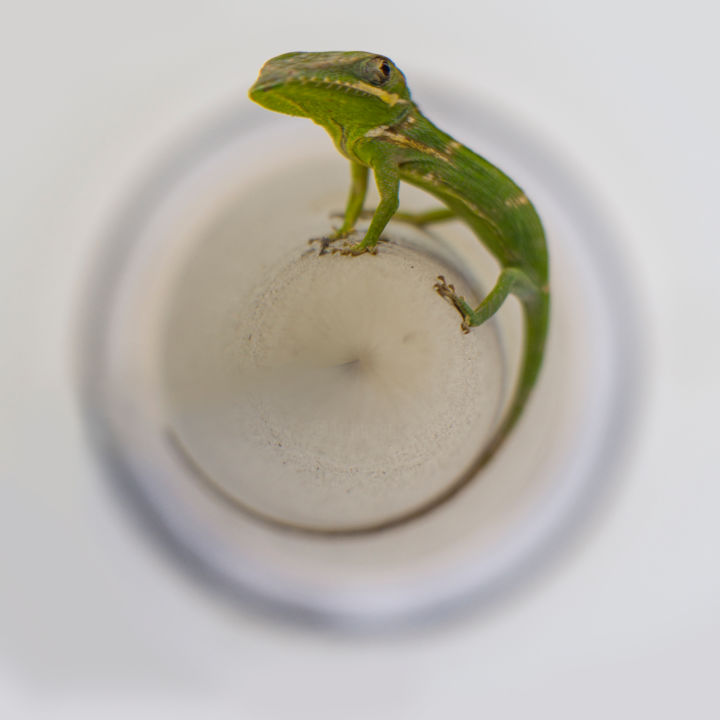 「Lizard」というタイトルの写真撮影 Alexypによって, オリジナルのアートワーク