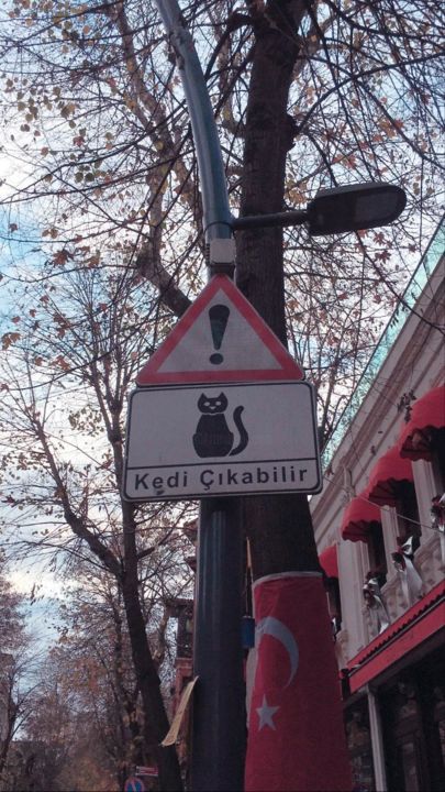 "kedi2" başlıklı Fotoğraf Aleyna Çakır tarafından, Orijinal sanat, Fotoşoplu fotoğrafçılık
