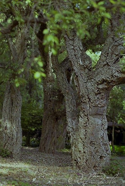 Фотография под названием "Cork forest" - Vyacheslav Gornostayev, Подлинное произведение искусства