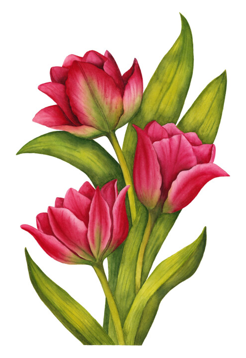 Painting titled "Tulips" by Alfiya Scheck, Original Artwork, Watercolor