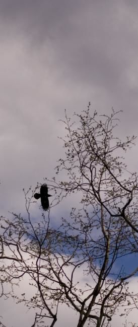 Photographie intitulée "Raven" par Alik Kadinsky, Œuvre d'art originale
