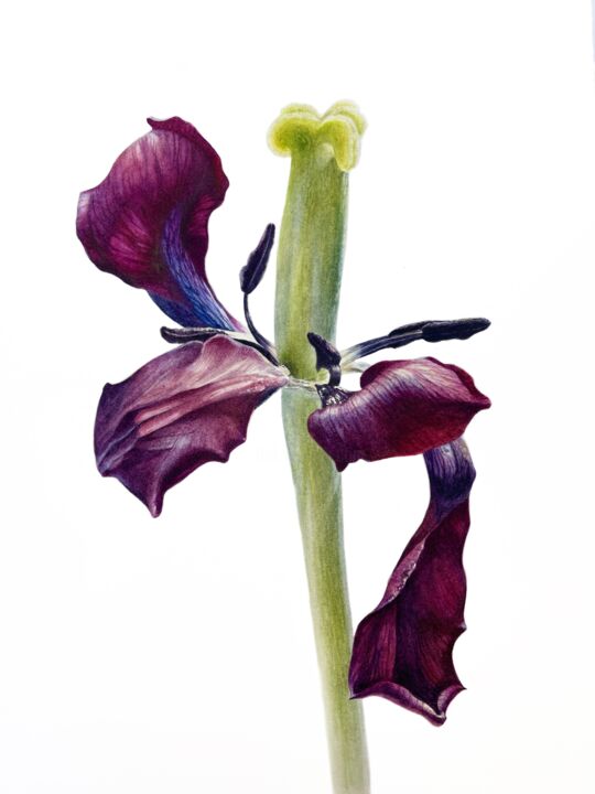 Malerei mit dem Titel "“Fading dark tulip”…" von Alisa Diakova, Original-Kunstwerk, Aquarell