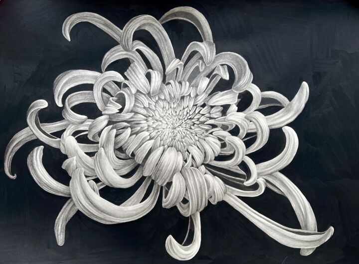 Dessin intitulée "Chrysanthemum flowe…" par Alisa Diakova, Œuvre d'art originale, Graphite