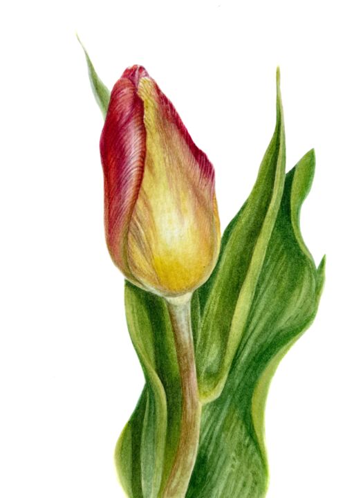 Malerei mit dem Titel "Tulip (2021) small…" von Alisa Diakova, Original-Kunstwerk, Aquarell